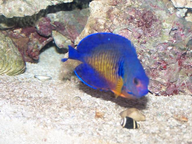 saltwater fish - centropyge bispinosa - coral beauty angelfish stocking in 70 gallons tank - Coral Beauty Angelfish, Gabriel
