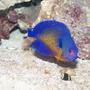 saltwater fish - centropyge bispinosa - coral beauty angelfish stocking in 70 gallons tank - Coral Beauty Angelfish, Gabriel