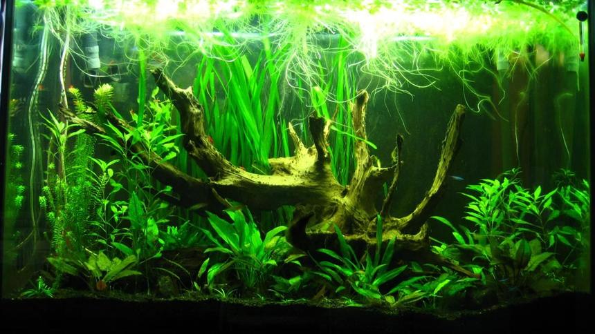 Rated #29: 110 Gallons Planted Tank - 10mo up and running.  Had a horrible time with my fish dying then an algae problem.  basically gave up and shut everything down to realize that it does much better without me doing anything.  So here it is after about 2 months of me not messing with it.