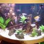 50 gallons freshwater fish tank (mostly fish and non-living decorations) - trigon