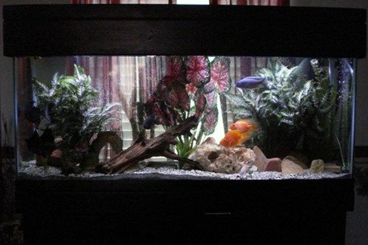 55 gallons freshwater fish tank (mostly fish and non-living decorations) - My tank
