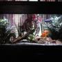 55 gallons freshwater fish tank (mostly fish and non-living decorations) - My tank