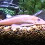 freshwater fish - glyptoperichthys gibbiceps - sailfin pleco (l-83) stocking in 55 gallons tank - idk