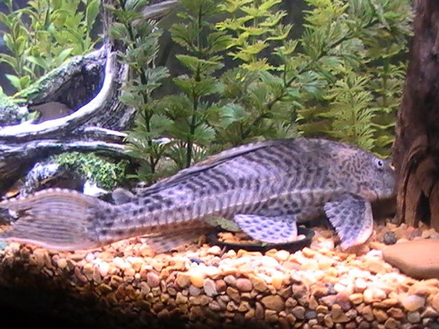 Rated #1316: Freshwater Fish - Glyptoperichthys Gibbiceps - Sailfin Pleco (l-83) Stocking In 55 Gallons Tank - coming soon