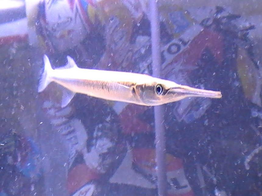 Rated #1253: Freshwater Fish - Xenentodon Cancila - Needle Nose Gar Stocking In 55 Gallons Tank - coming soon
