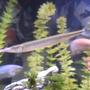freshwater fish - xenentodon cancila - needle nose gar stocking in 55 gallons tank - coming soon