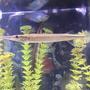 freshwater fish - xenentodon cancila - needle nose gar stocking in 55 gallons tank - coming