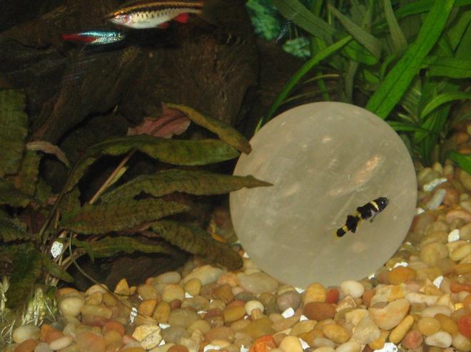 freshwater fish - brachygobius doriae - bumble bee goby stocking in 75 gallons tank - Bumblebee Gobi, Neon Tetra, Cherry Barb