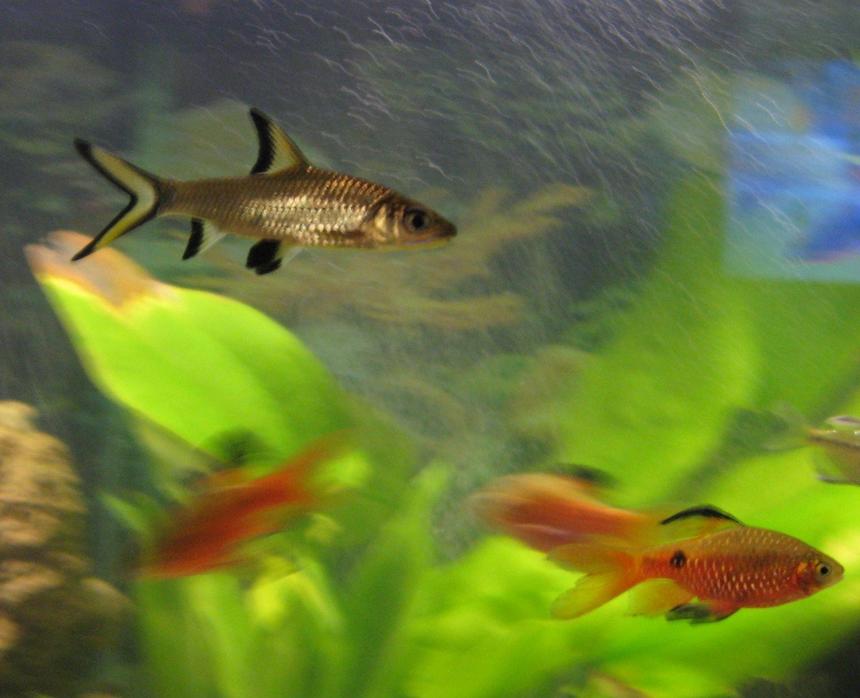 Rated #1727: Freshwater Fish - Balantiocheilus Melanopterus - Bala Shark Stocking In 75 Gallons Tank - Bala Shark, Rosey Barb