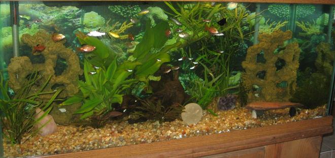 75 gallons planted tank (mostly live plants and fish) - I hope to get input on my tank and advise on taking better photos. I chose not to have ceiling to floor, wall to wall plants. I like a balance of fish decorations and plants.