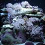 corals inverts - catalaphyllia jardinei - elegance coral stocking in 76 gallons tank - 24 gallon nano