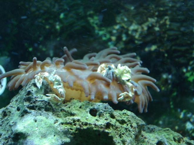 corals inverts - condylactis sp. - haitian reef anemone stocking in 76 gallons tank - Anenome and Crabs