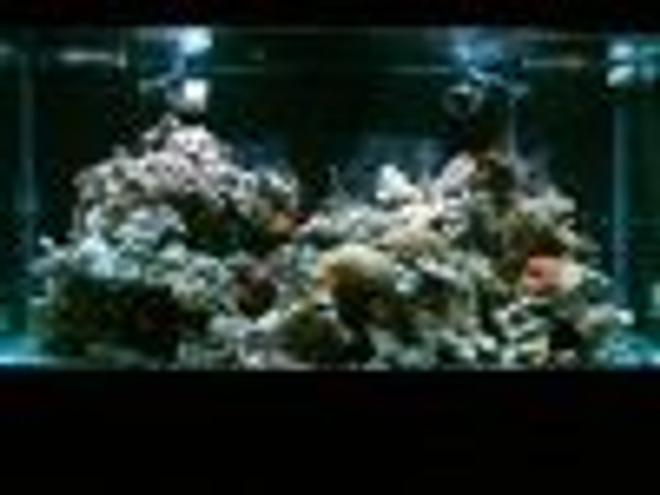 125 gallons reef tank (mostly live coral and fish) - my tank