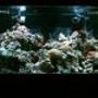 125 gallons reef tank (mostly live coral and fish) - my tank
