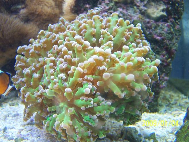 corals inverts - euphyllia paradivisa - frogspawn coral stocking in 75 gallons tank - Frogspawn- Green with pink tip