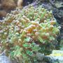 corals inverts - euphyllia paradivisa - frogspawn coral stocking in 75 gallons tank - Frogspawn- Green with pink tip