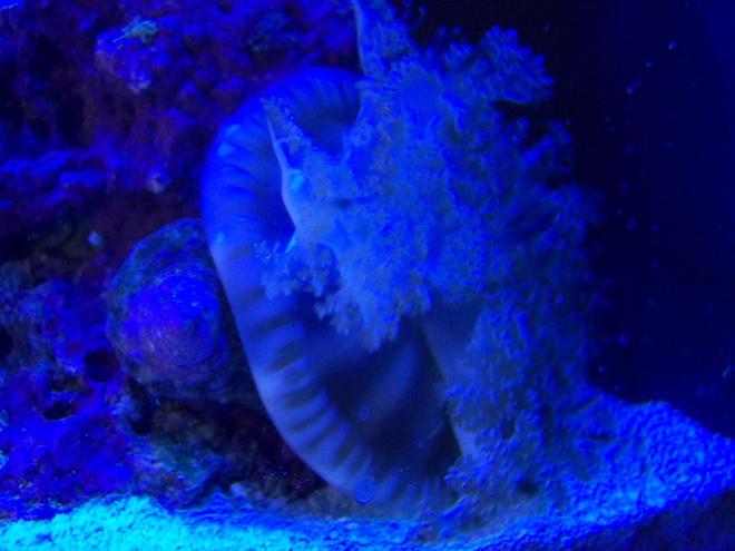 corals inverts stocking in 75 gallons tank - Upside down Jelly in Actinic lights only