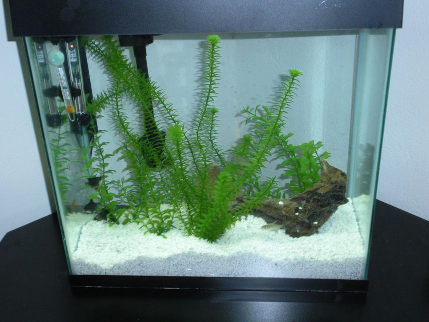 Rated #4065: 16 Gallons Freshwater Fish Tank - My Tank