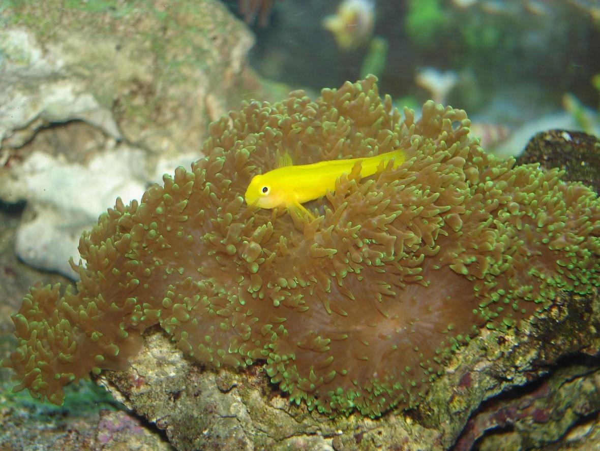 saltwater fish - gobiodon okinawae - clown goby, yellow stocking in 76 gallons tank - Goby hanging out