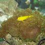 saltwater fish - gobiodon okinawae - clown goby, yellow stocking in 76 gallons tank - Goby hanging out