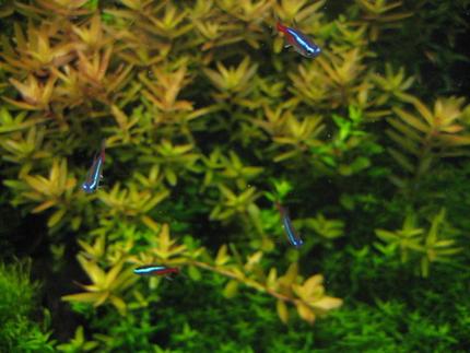 freshwater fish - paracheirodon innesi - neon tetra jumbo stocking in 29 gallons tank - Neon Tetras