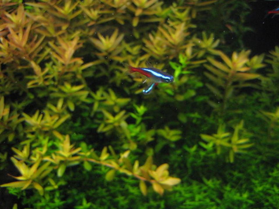 freshwater fish - paracheirodon innesi - neon tetra jumbo stocking in 29 gallons tank - neon tetra