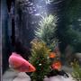 freshwater fish - petenia splendida - red bay snook stocking in 135 gallons tank - red snook