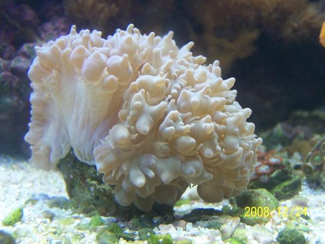 corals inverts - physogyra sp. - bubble coral stocking in 75 gallons tank - Bubble Coral