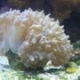 corals inverts - physogyra sp. - bubble coral stocking in 75 gallons tank - Bubble Coral