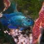 freshwater fish - nandopsis octofasciatum - electric blue jack dempsey stocking in 65 gallons tank - blue jack dempsey