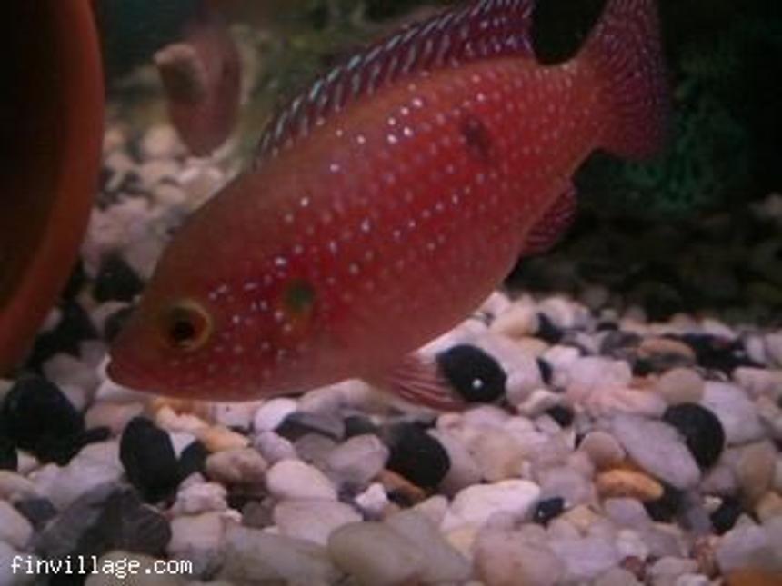 Rated #80: Freshwater Fish - Hemichromis Lifalili - Lifalili Cichlid Stocking In 65 Gallons Tank - hemichromis lifalili