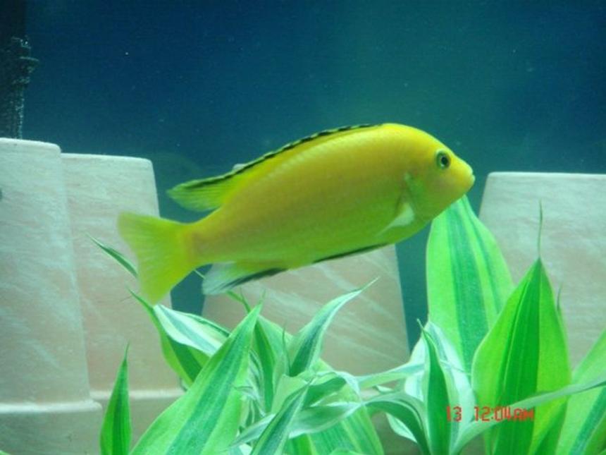 Rated #756: Freshwater Fish - Labidochromis Caeruleus - Electric Yellow Cichlid Stocking In 75 Gallons Tank - Electric Yellow Lab