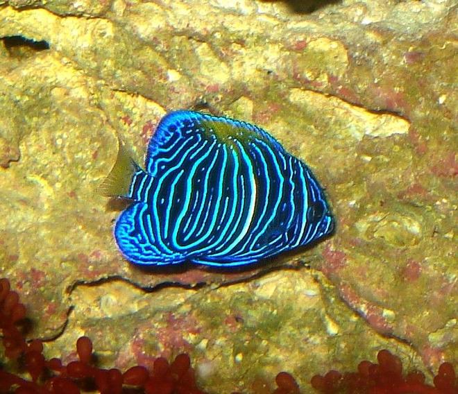 saltwater fish - pomacanthus xanthometopon - blueface angelfish stocking in 65 gallons tank - Juvenile Maculosus Angelfish