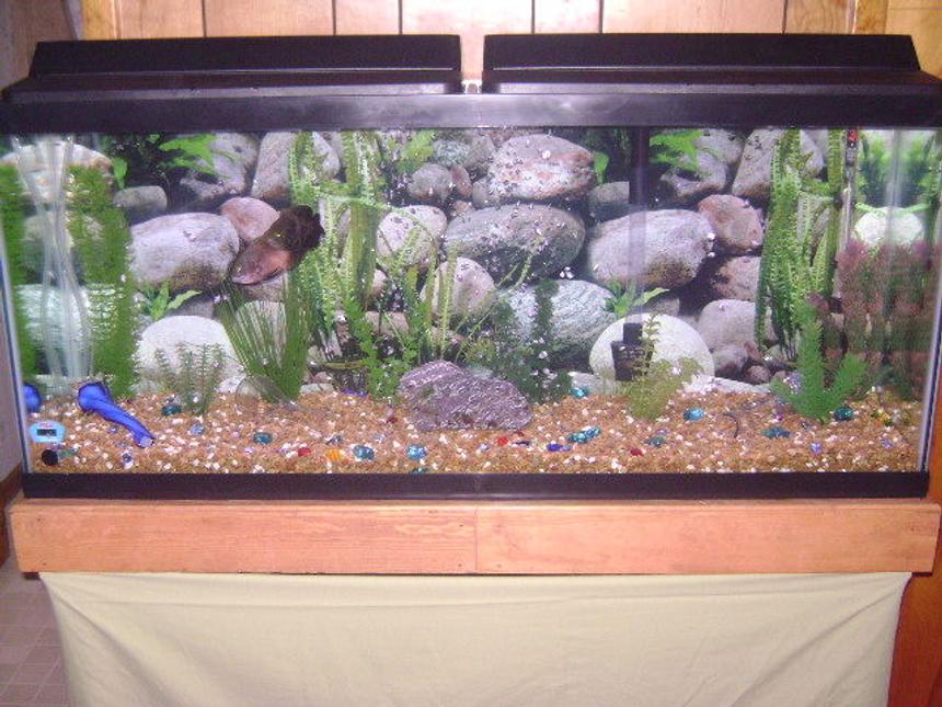 Rated #3322: 55 Gallons Freshwater Fish Tank - 55 Gallon Freshwater Tank