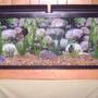 55 gallons freshwater fish tank (mostly fish and non-living decorations) - 55 Gallon Freshwater Tank