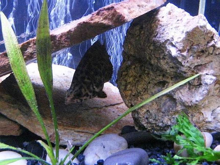 Rated #77: Freshwater Fish - Ctenopoma Acutirostre - Leopard Ctenopoma Stocking In 10 Gallons Tank - Leapord Ctenopoma