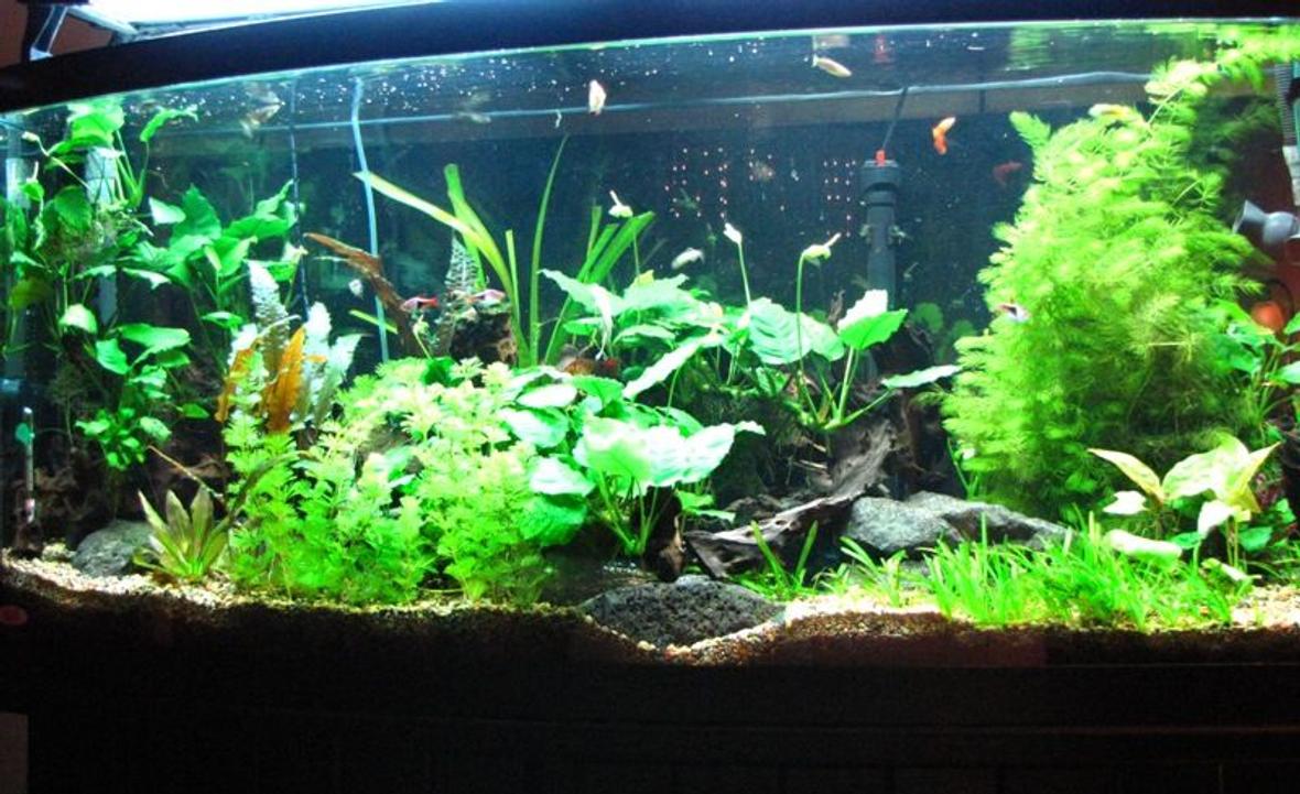 72 gallons planted tank (mostly live plants and fish) - my bowfront equiped with a new co2 system