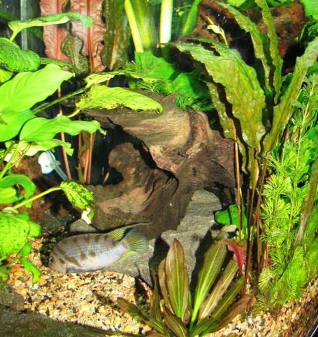 freshwater fish - archocentrus nigrofasciatus - black convict cichlid stocking in 72 gallons tank - My convict and clown pleco doing an appearance for the camera