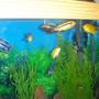 fish tank picture - Close up of some of our Cichlids.