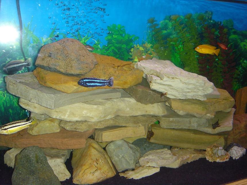 Rated #130: Freshwater Fish - Melanochromis Cyaneorhabdos - Maingano Cichlid Stocking In 75 Gallons Tank - The main rock tower and some fish.
