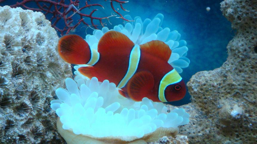 Rated #12: Saltwater Fish - Premnas Biaculeatus - Yellowstripe Maroon Clownfish Stocking In 8 Gallons Tank - Gold Striped Clown Fish nick named "Momo"