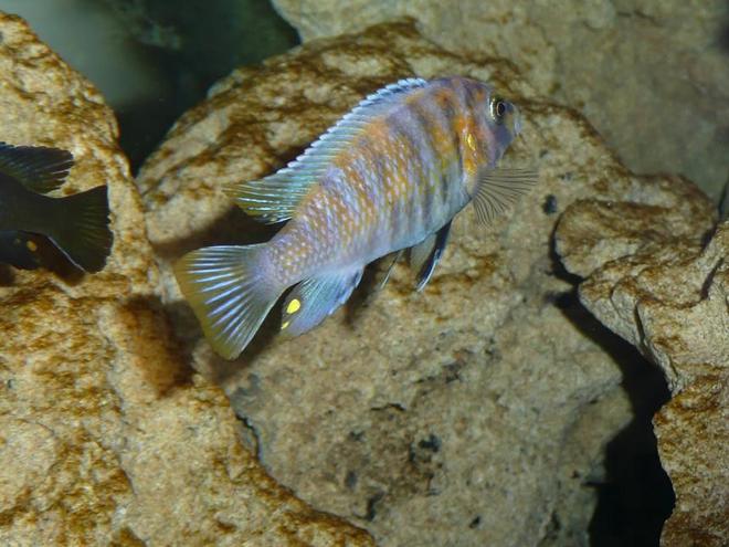 freshwater fish - labeotropheus fuelleborni - fuelleborni cichlid, marmalade stocking in 50 gallons tank - Pseaudotropheus OB Morph???