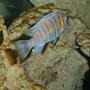 freshwater fish - labeotropheus fuelleborni - fuelleborni cichlid, marmalade stocking in 50 gallons tank - Pseaudotropheus OB Morph???