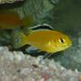 freshwater fish - labidochromis caeruleus - electric yellow cichlid stocking in 50 gallons tank - Labidochromis caeruleus (Electric Yellow)