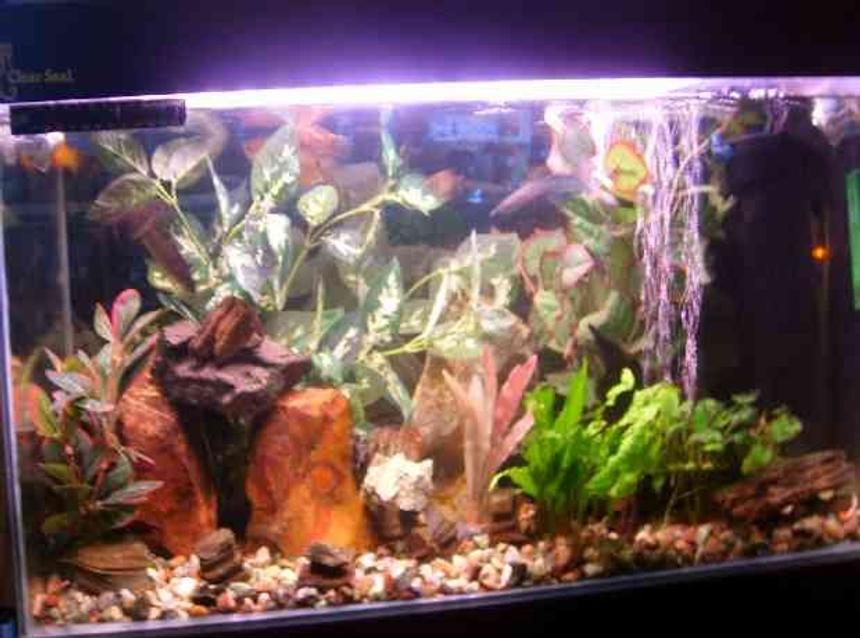 Rated #2868: 18 Gallons Freshwater Fish Tank - my fish tank please tell me what u think that i can do to better it . many thanks
