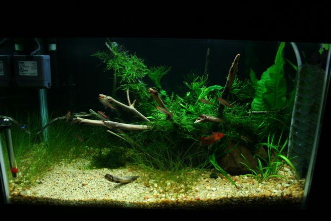 10 gallons planted tank (mostly live plants and fish) - few months of growth