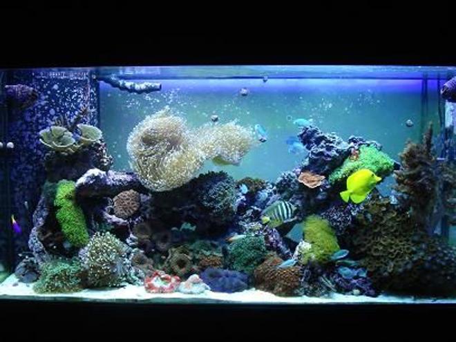 90 gallons reef tank (mostly live coral and fish) - my reef
