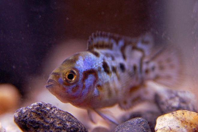 freshwater fish - nandopsis octofasciatum - electric blue jack dempsey stocking in 10 gallons tank - My 1" jack
01/16/2009