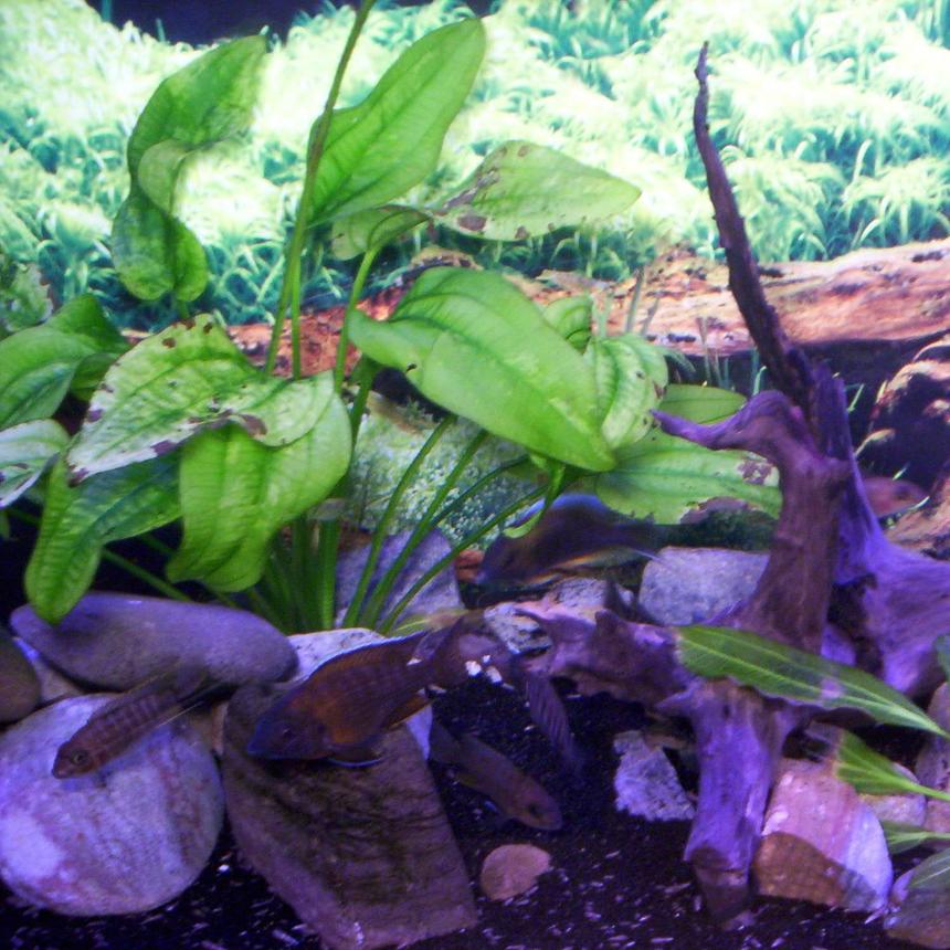 Rated #190: 55 Gallons Planted Tank - 55 gallon peacock cichlid tank, black moon  sand, real driftwood,  all live plants