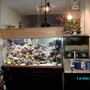 120 gallons reef tank (mostly live coral and fish) - 1